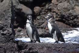 Image of Galapagos Penguin