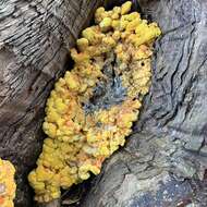 Image of Laetiporus gilbertsonii Burds. 2001