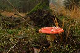 Image of Fly agaric