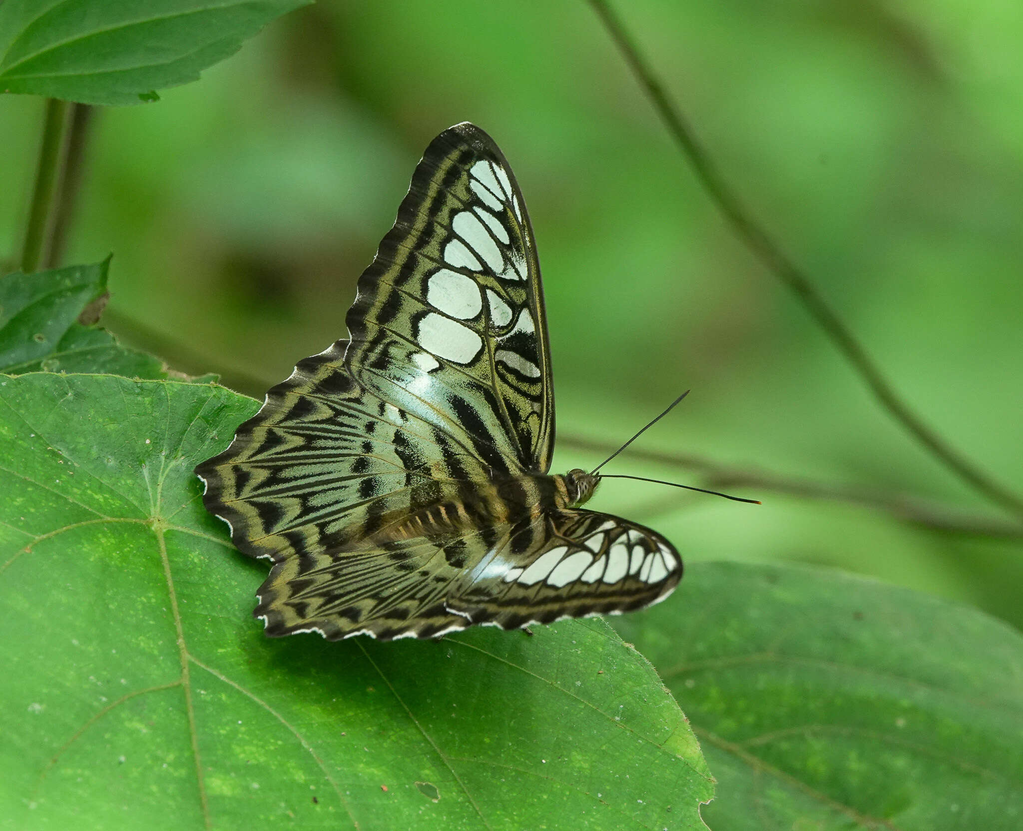 Imagem de Parthenos sylvia