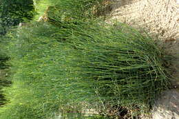 Image of Chinese Ephedra