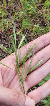 Image of compact brome