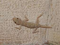 Image of Fan-fingered gecko