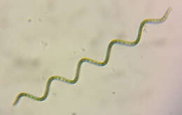 Image of Arthrospira Sitzenberger ex Gomont 1892