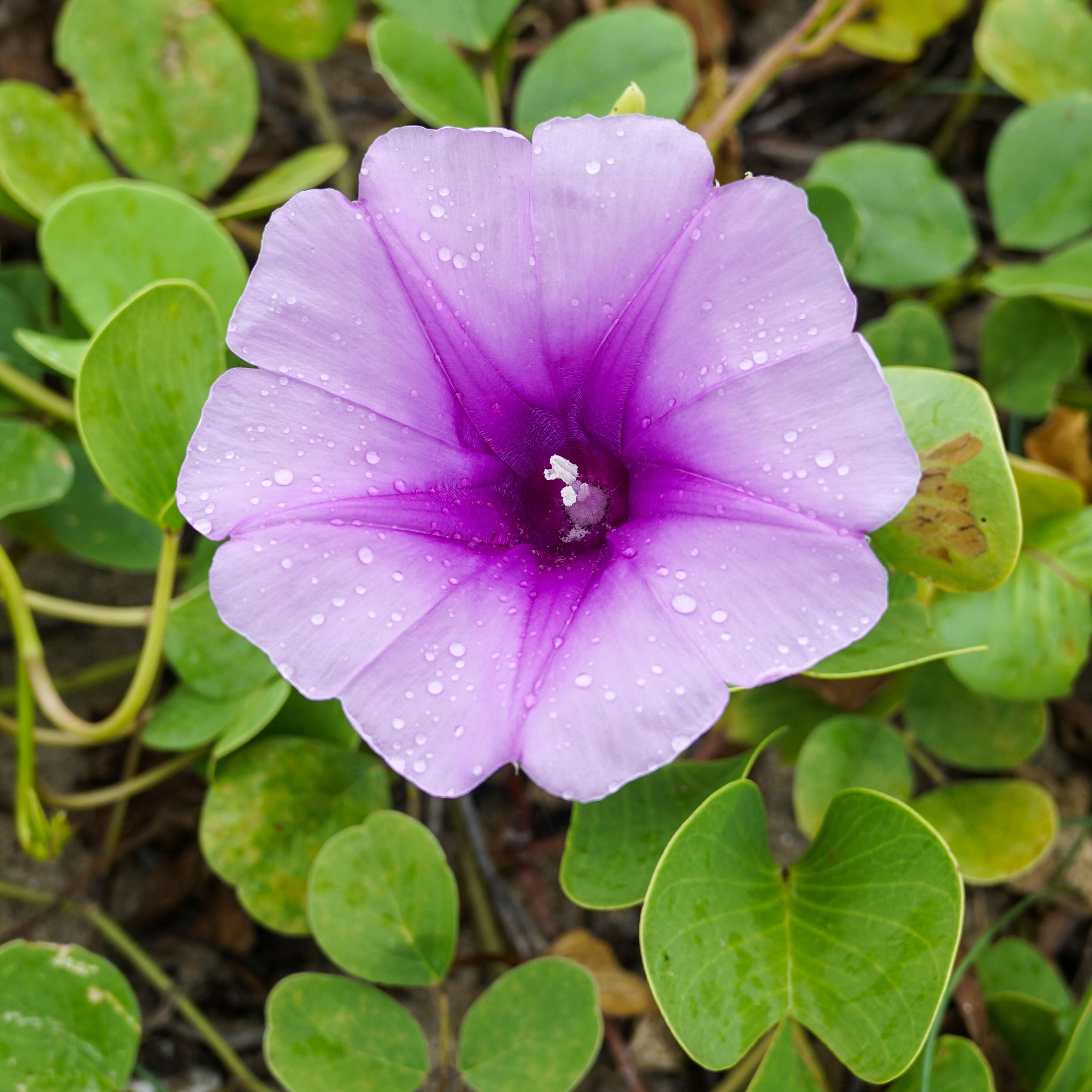 Ipomoea pes-caprae (L.) R. Brown resmi