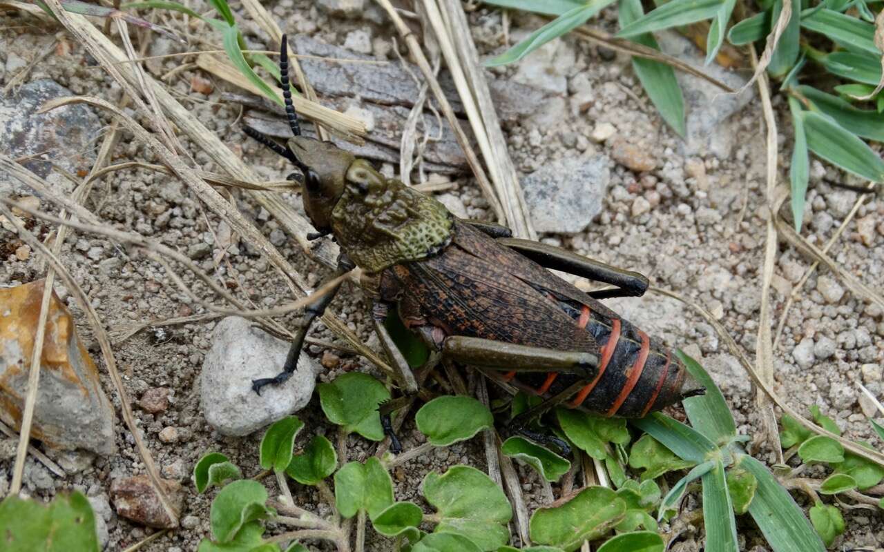 Plancia ëd Dictyophorus (Tapesiella) griseus (Reiche, L. J. & Fairmaire 1849)