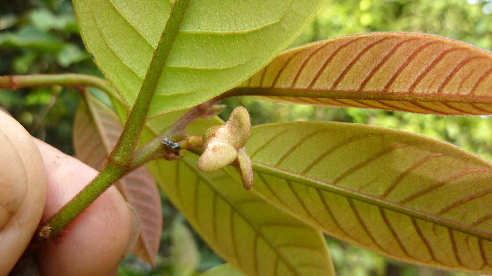 Image of Annona sylvatica A. St.-Hil.