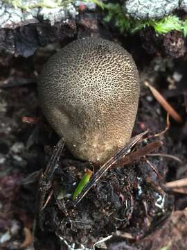 Image of Lycoperdon umbrinum Pers. 1801