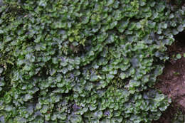 Image of overleaf pellia