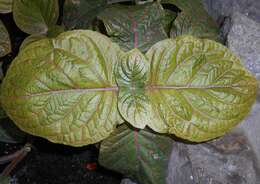 Fittonia gigantea Linden resmi