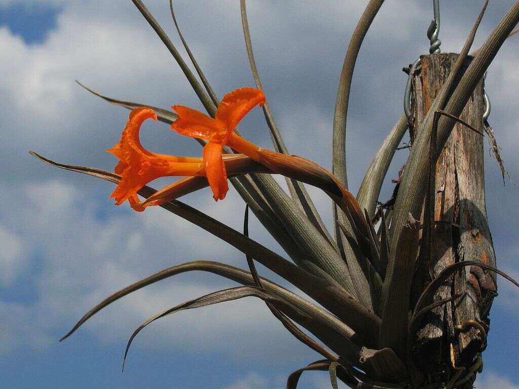 Image of Tillandsia erici Ehlers