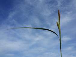 Image of Greater Pond-Sedge