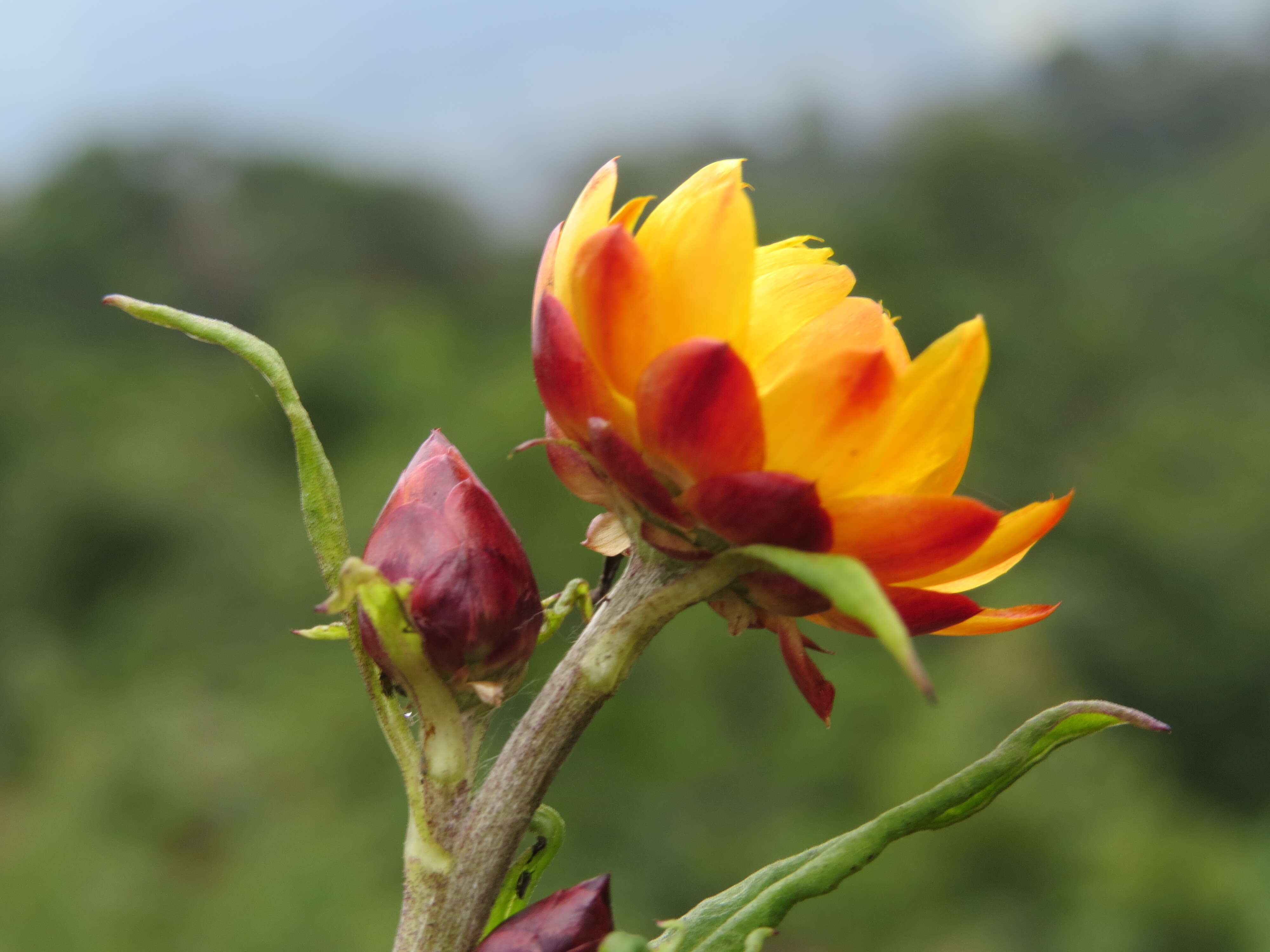 Image of bracted strawflower