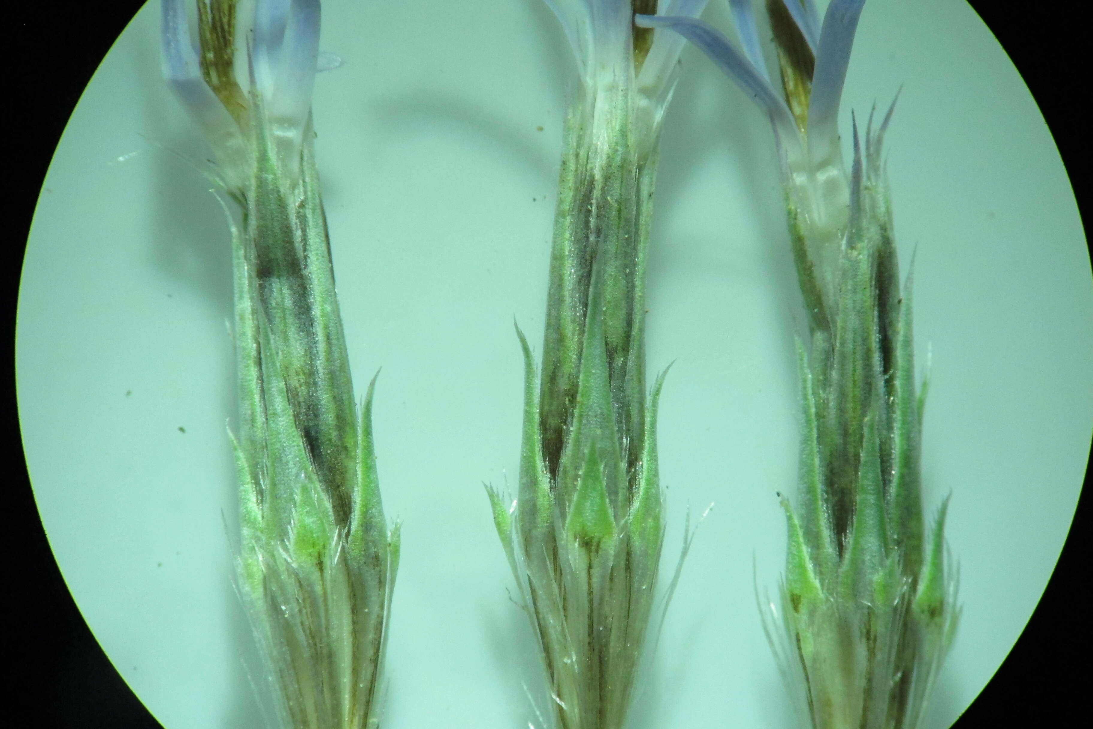 Image of tall globethistle