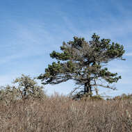 Image of Cedros Island Pine