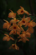 Imagem de Dendrobium moschatum (Banks) Sw.