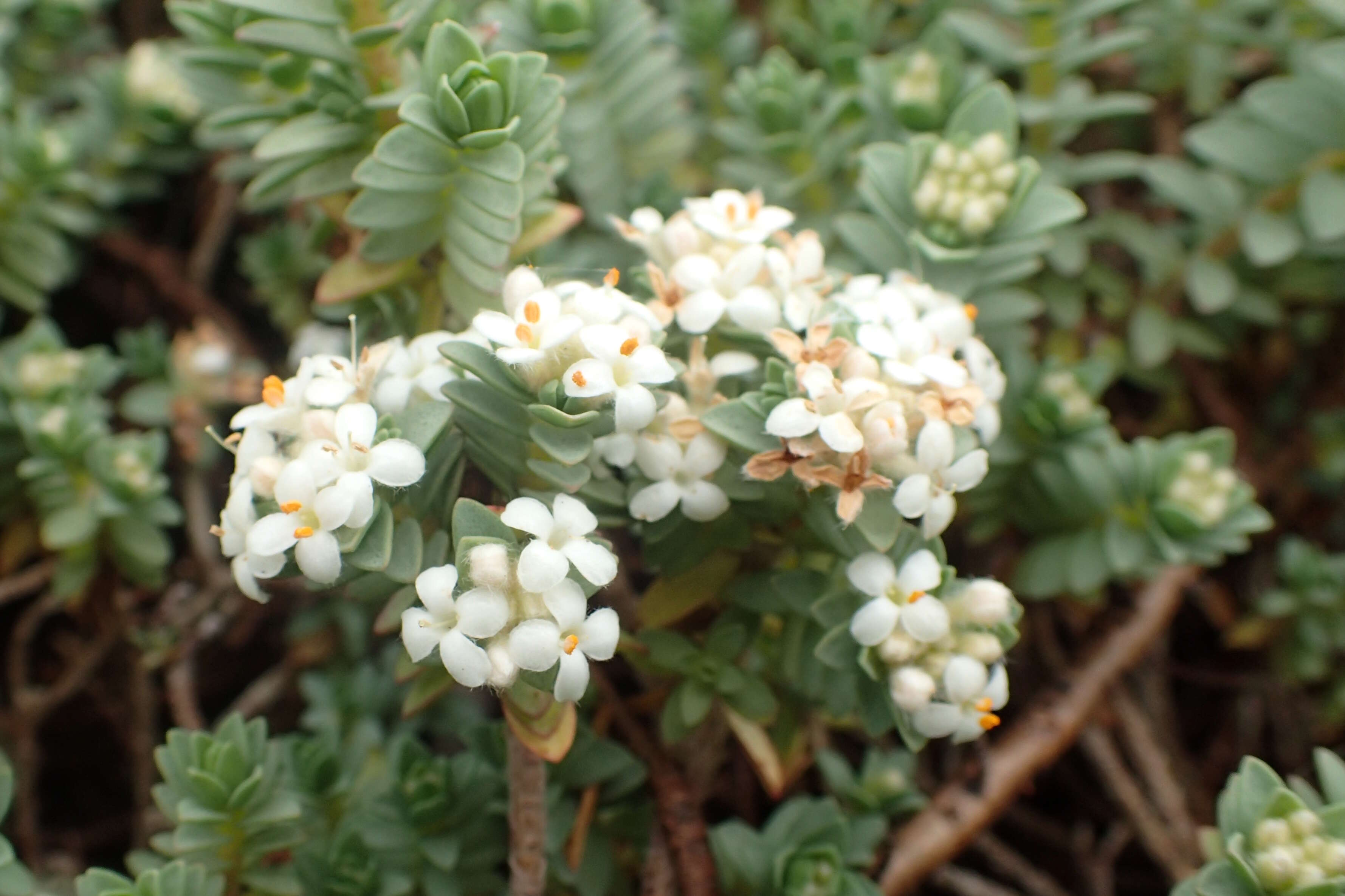 Image of Pimelea prostrata (J. R. & G. Forst.) Willd.