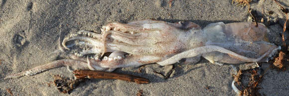 Image of northern shortfin squid