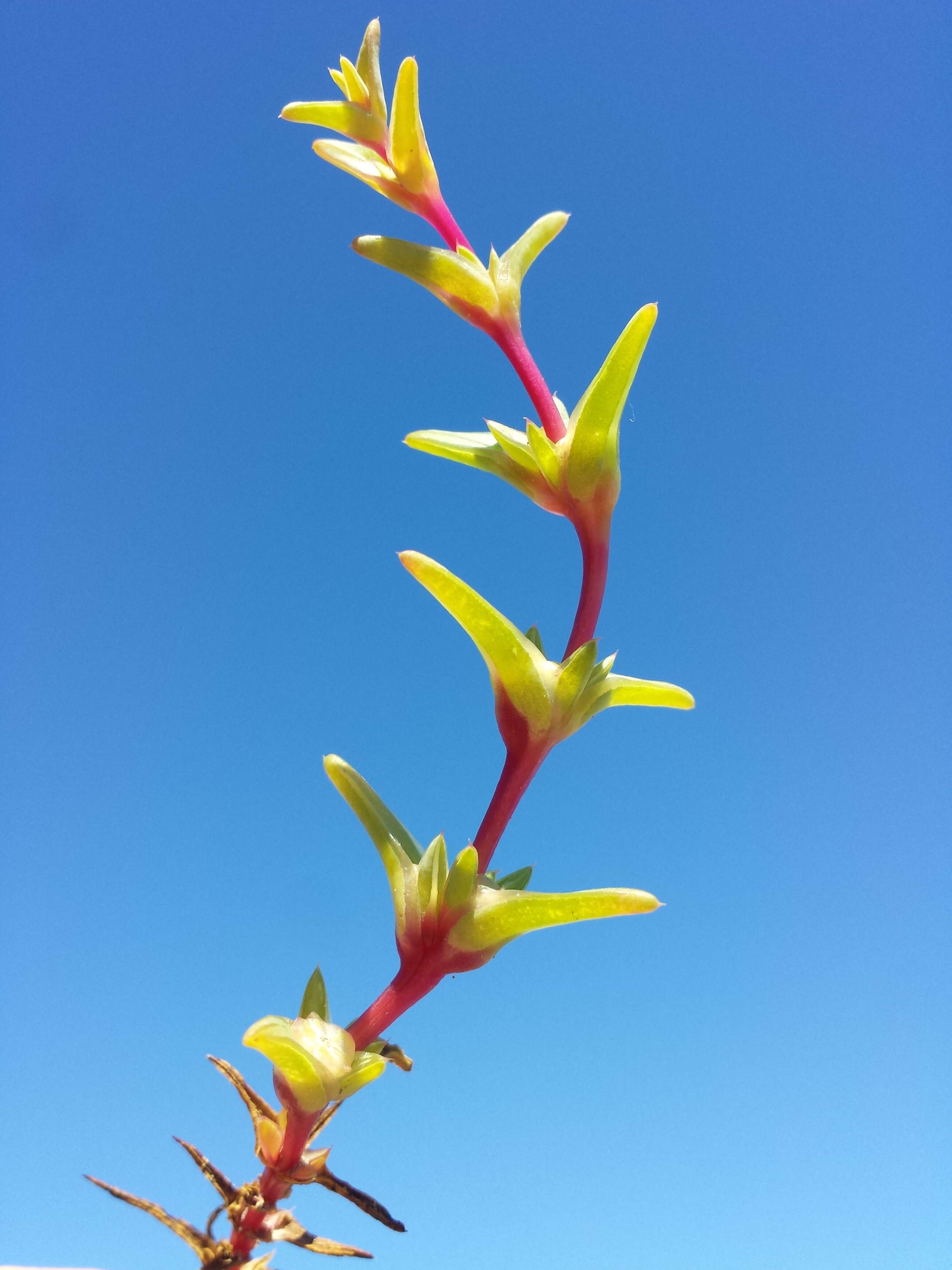 Imagem de Salsola soda L.