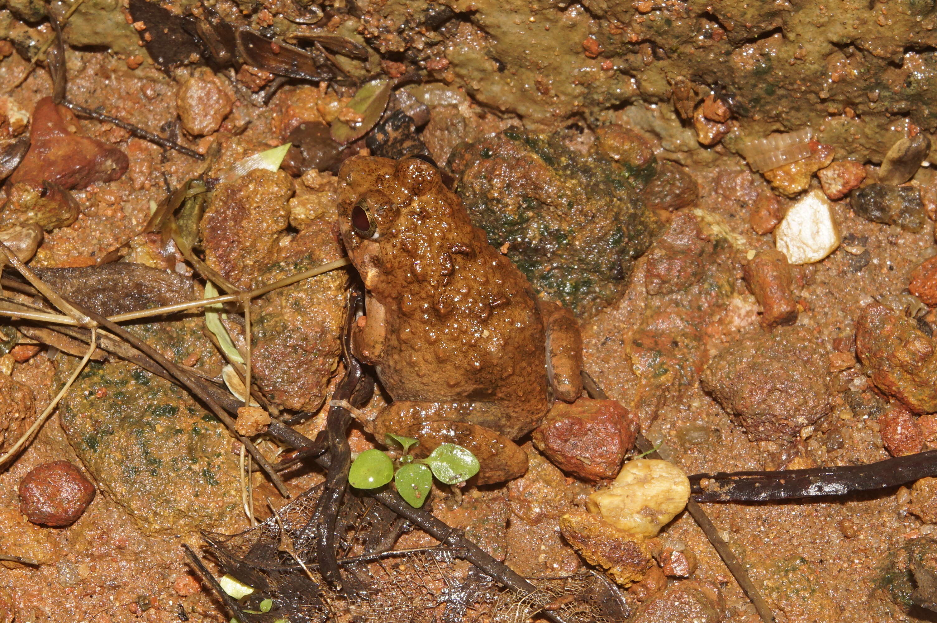 Image of Malabar Wart Frog