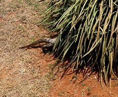 Image of Common Water Monitor