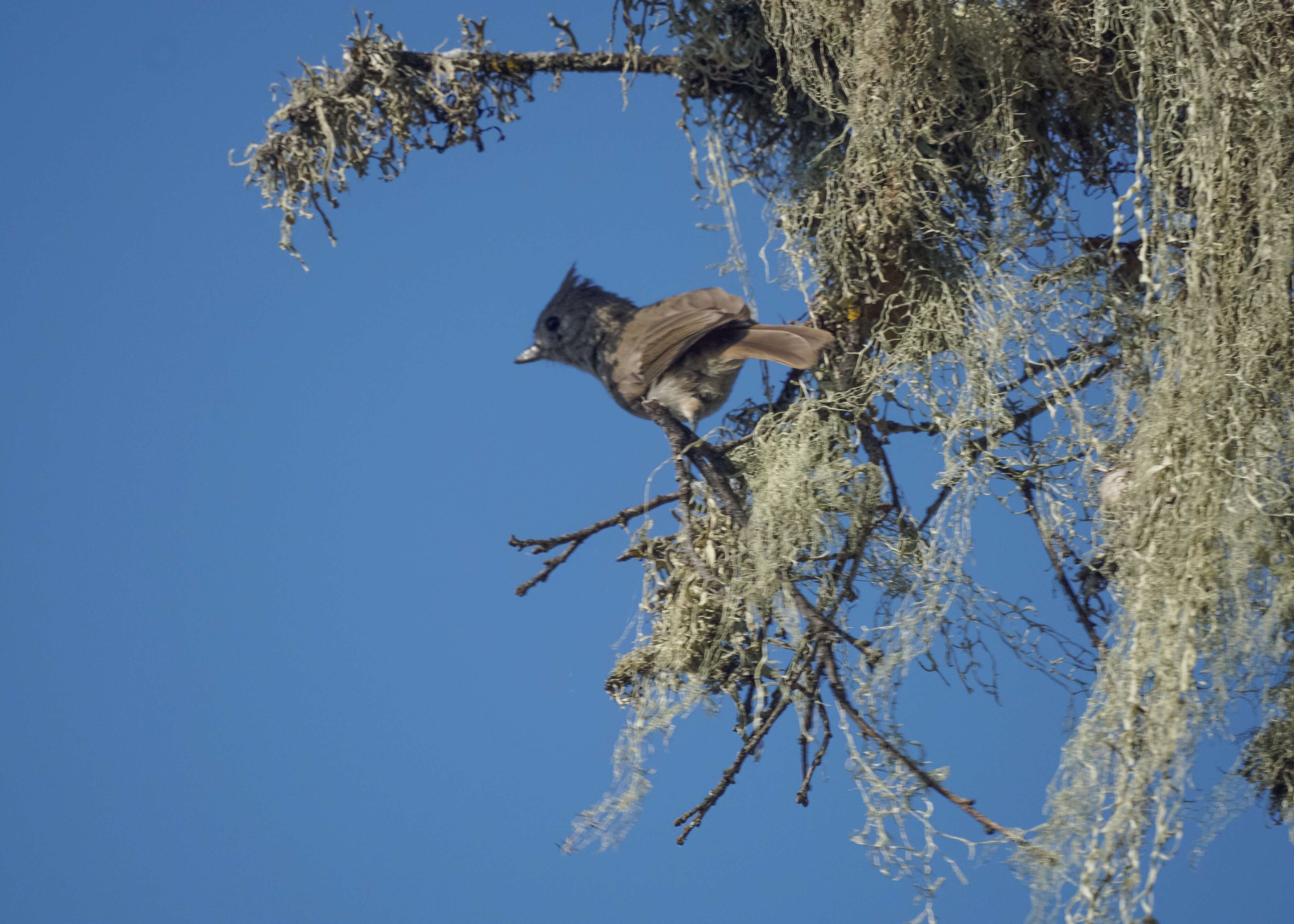 Image of Oak Titmouse