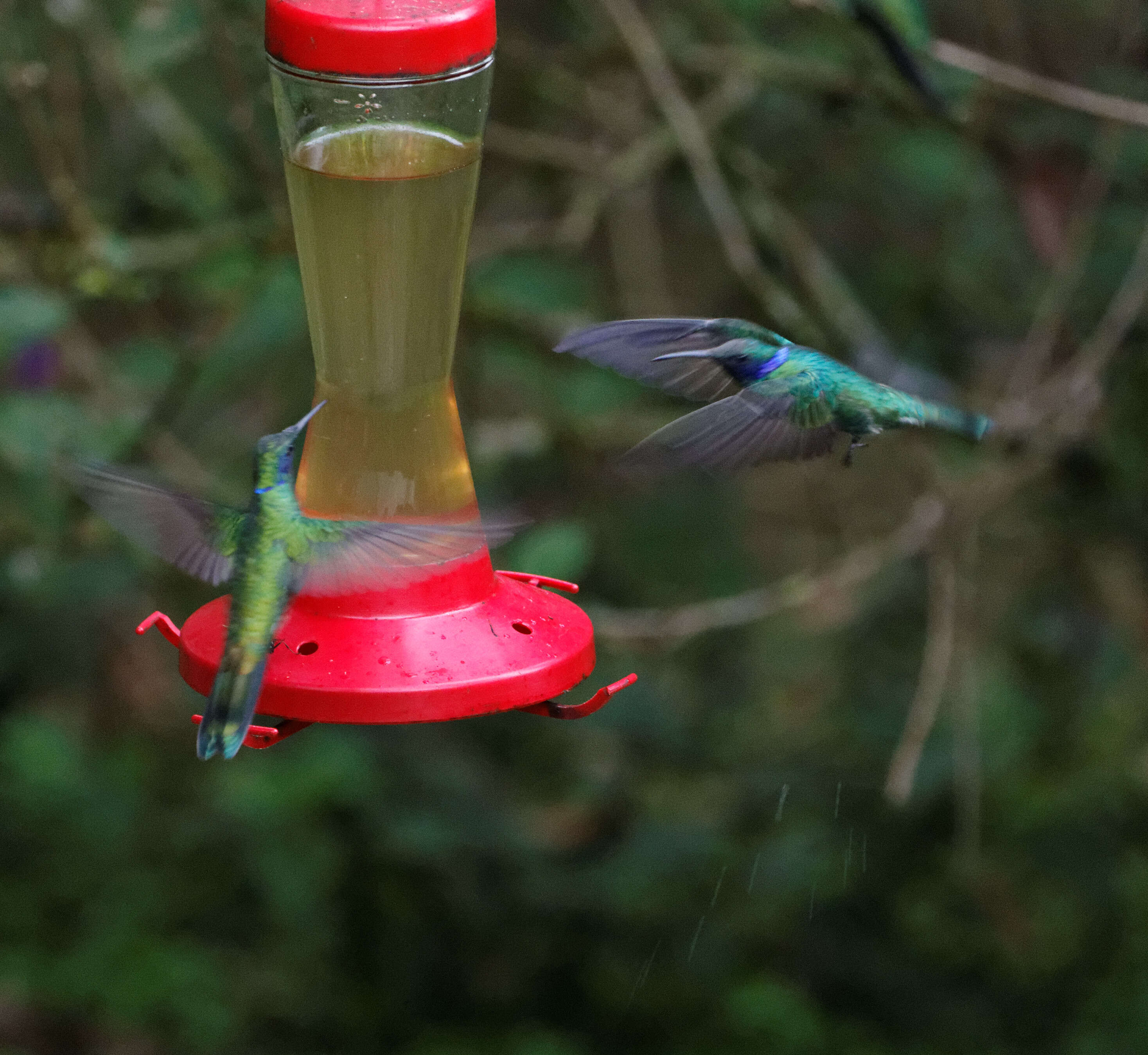 Colibri coruscans (Gould 1846) resmi