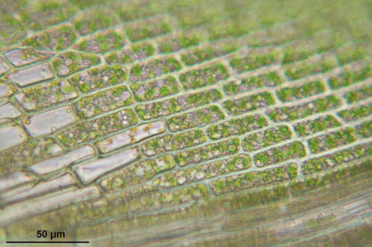 Image of dicranum moss