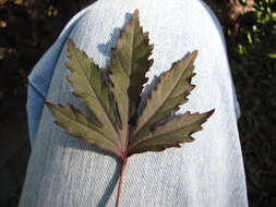 Image of African rosemallow