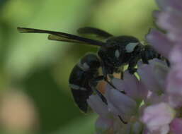 Image of Pseudodynerus