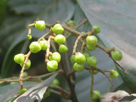 Image of Meliosma simplicifolia (Roxb.) Walp.