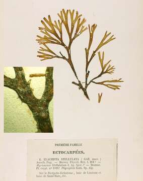 Image of Dictyota dichotoma