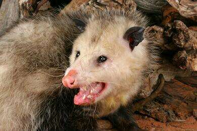 Image of Black-eared Opossum
