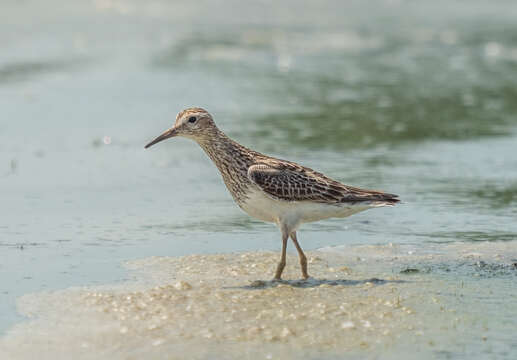 Image of Pectoral Sandpiper