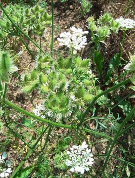 Orlaya grandiflora (L.) Hoffm. resmi