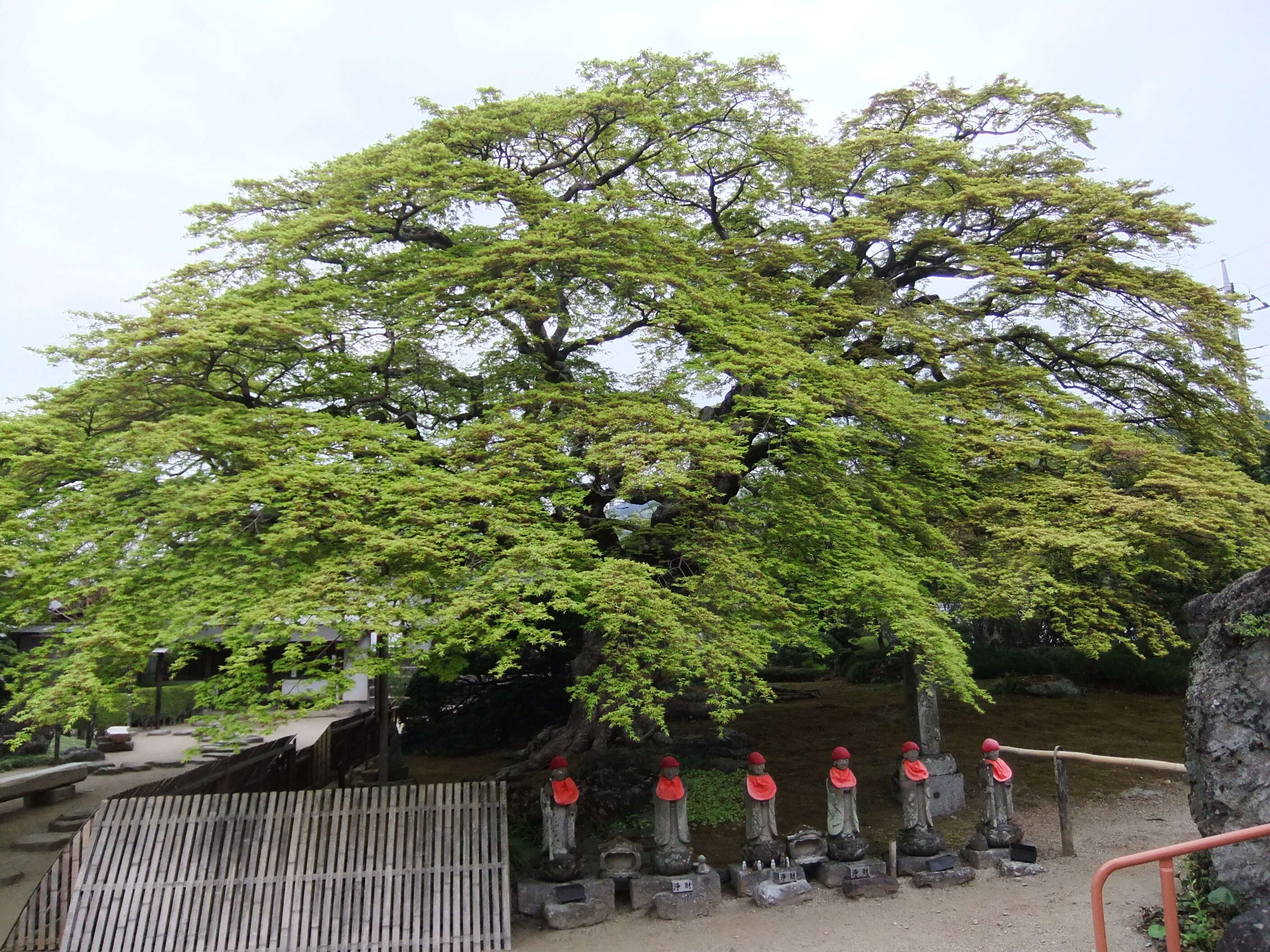 Image of Acer micranthum Sieb. & Zucc.