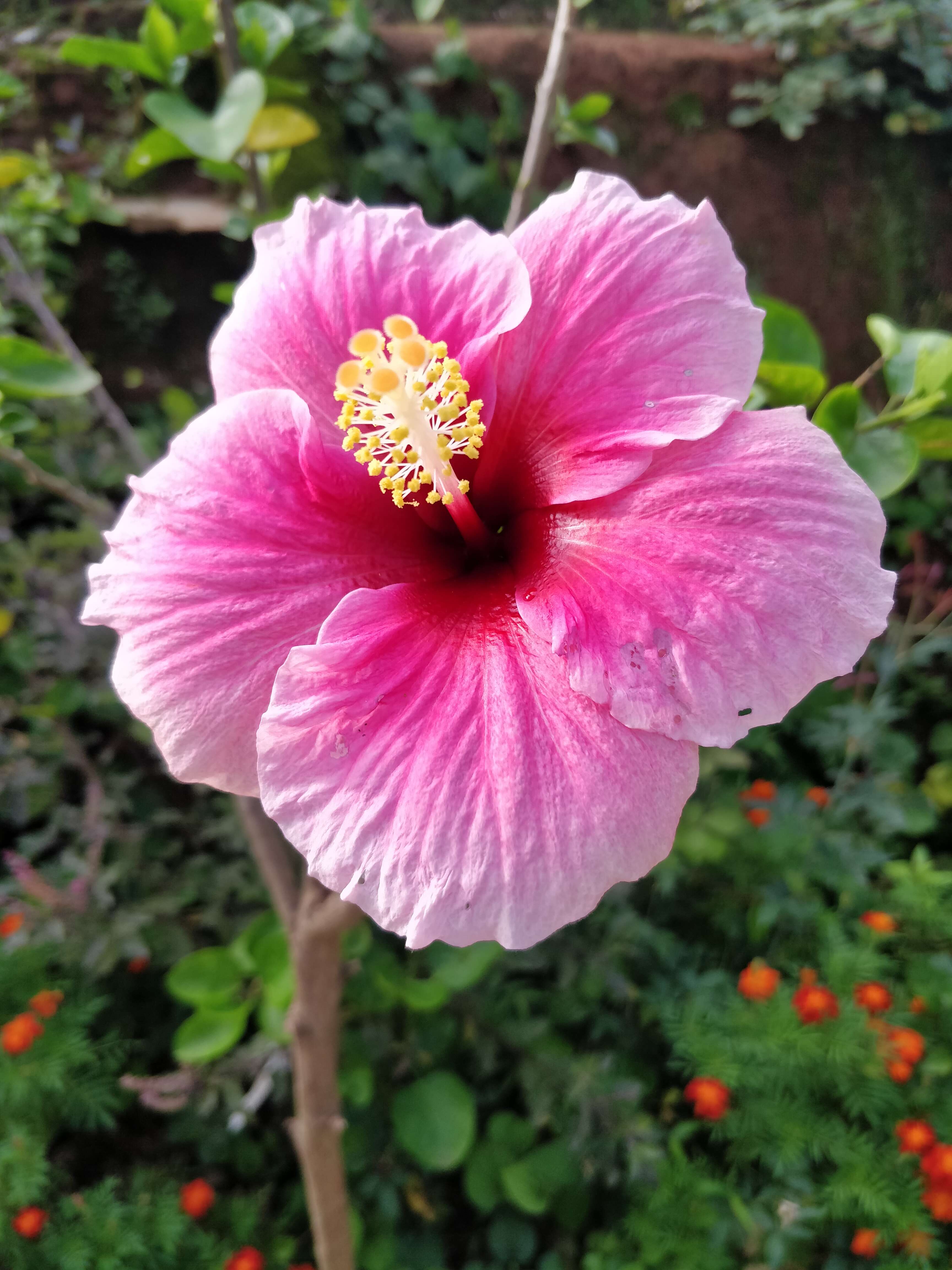 Image of halberdleaf rosemallow