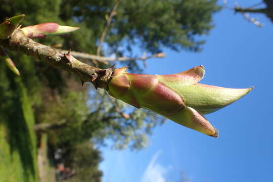 Image of castor aralia