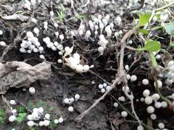 Image of Trooping Inkcaps