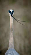 Image of Great Blue Heron