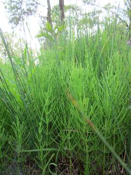 Image of field horsetail