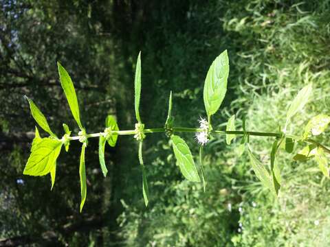 Image of wild mint