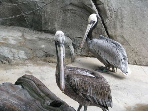 Image of California brown pelican