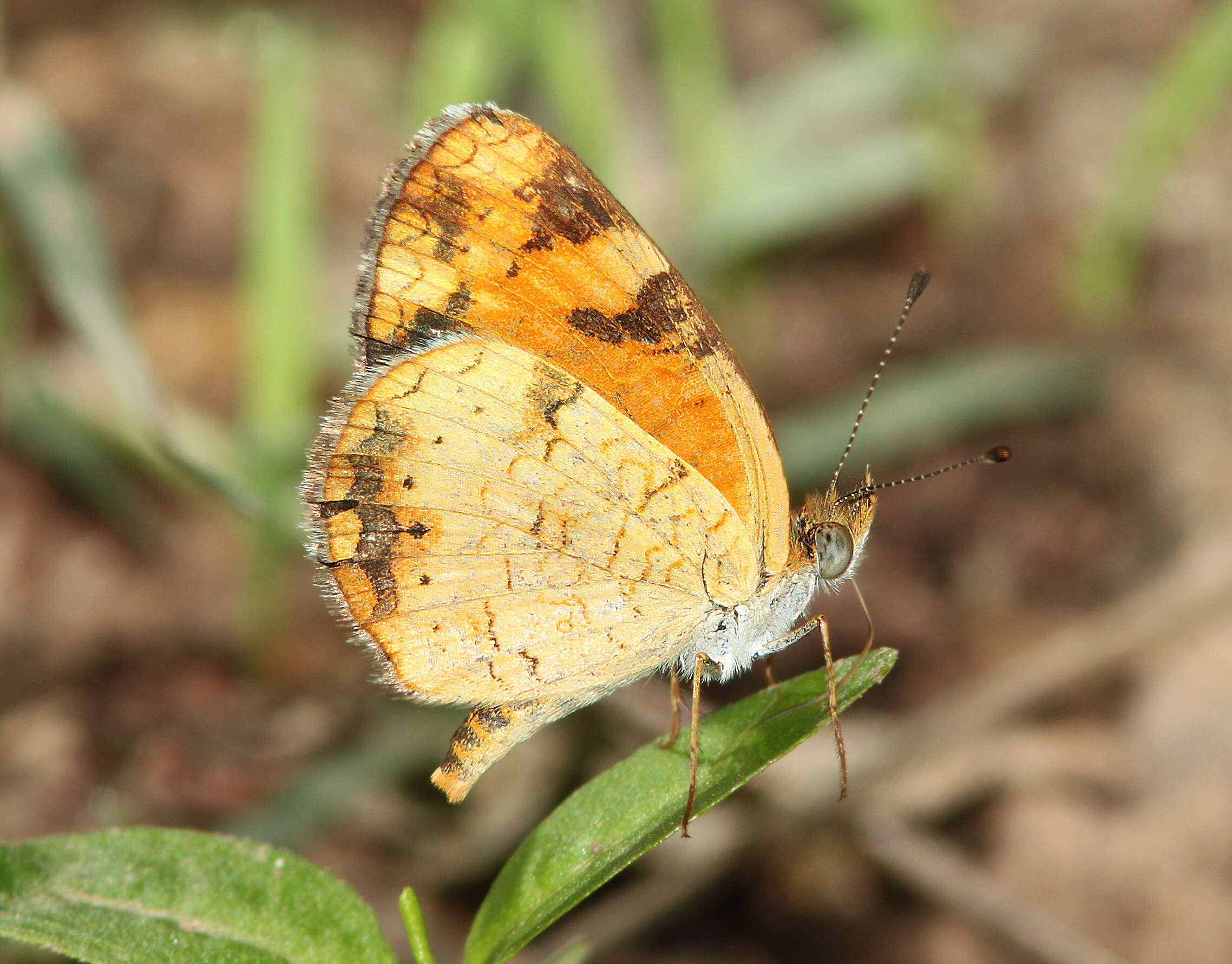 Image of Pearl Crescent