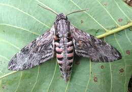 Image of convolvulus hawk moth