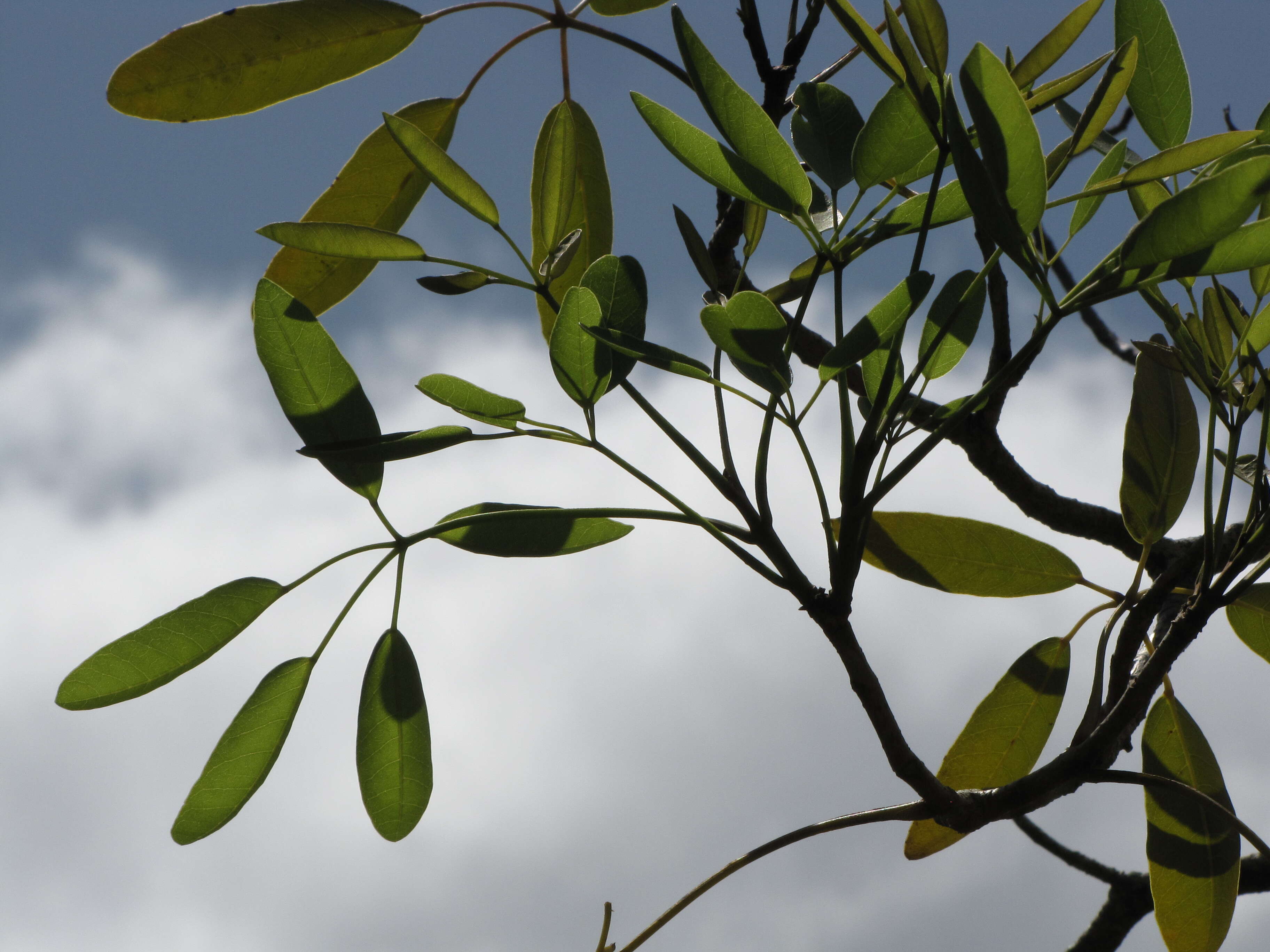 Image of Caribbean trumpet tree