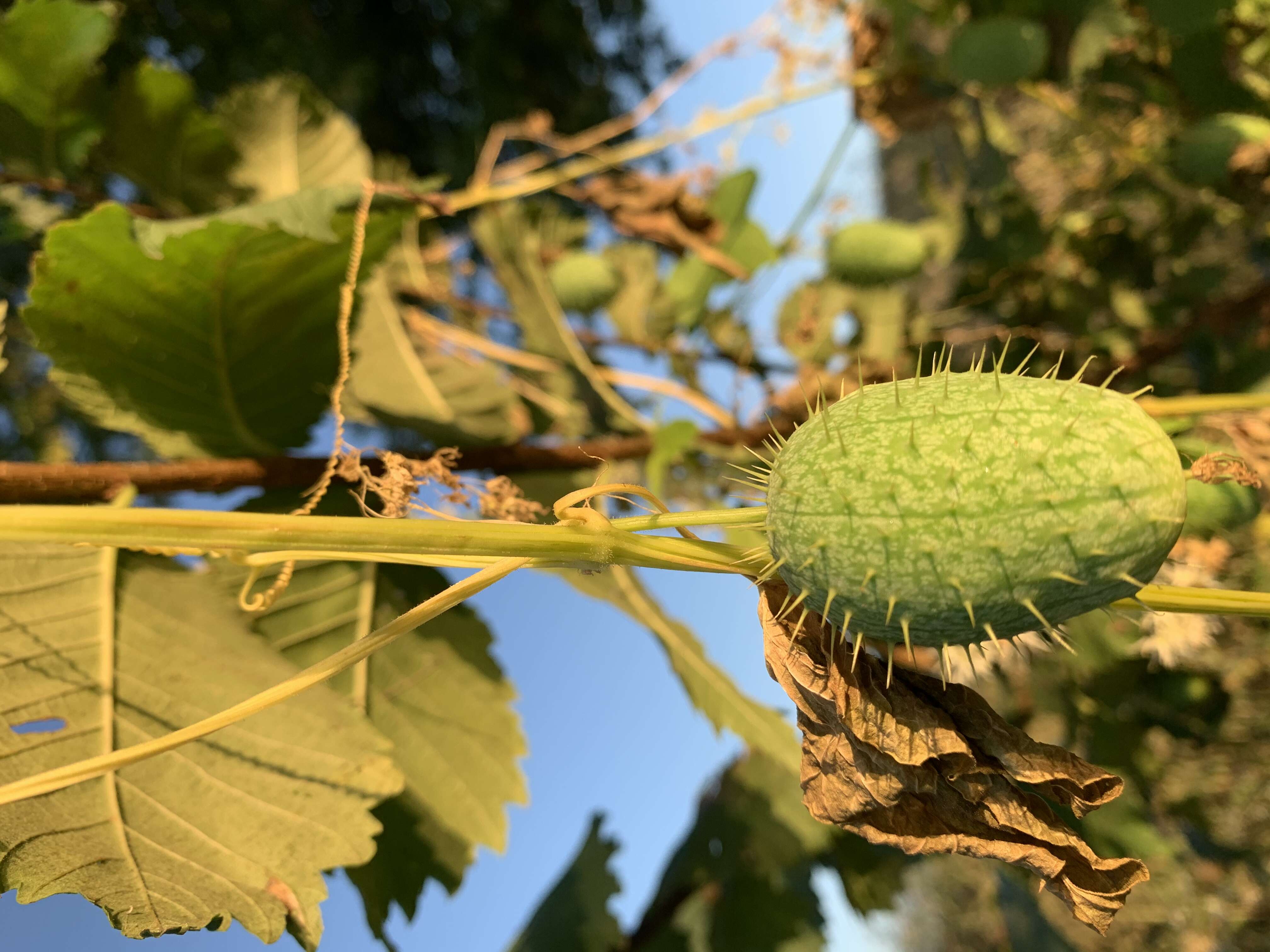 Image de Datura