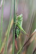 Image of Long-winged conehead