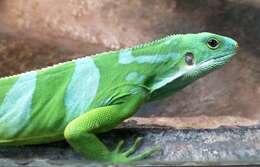 Image of Fiji iguanas