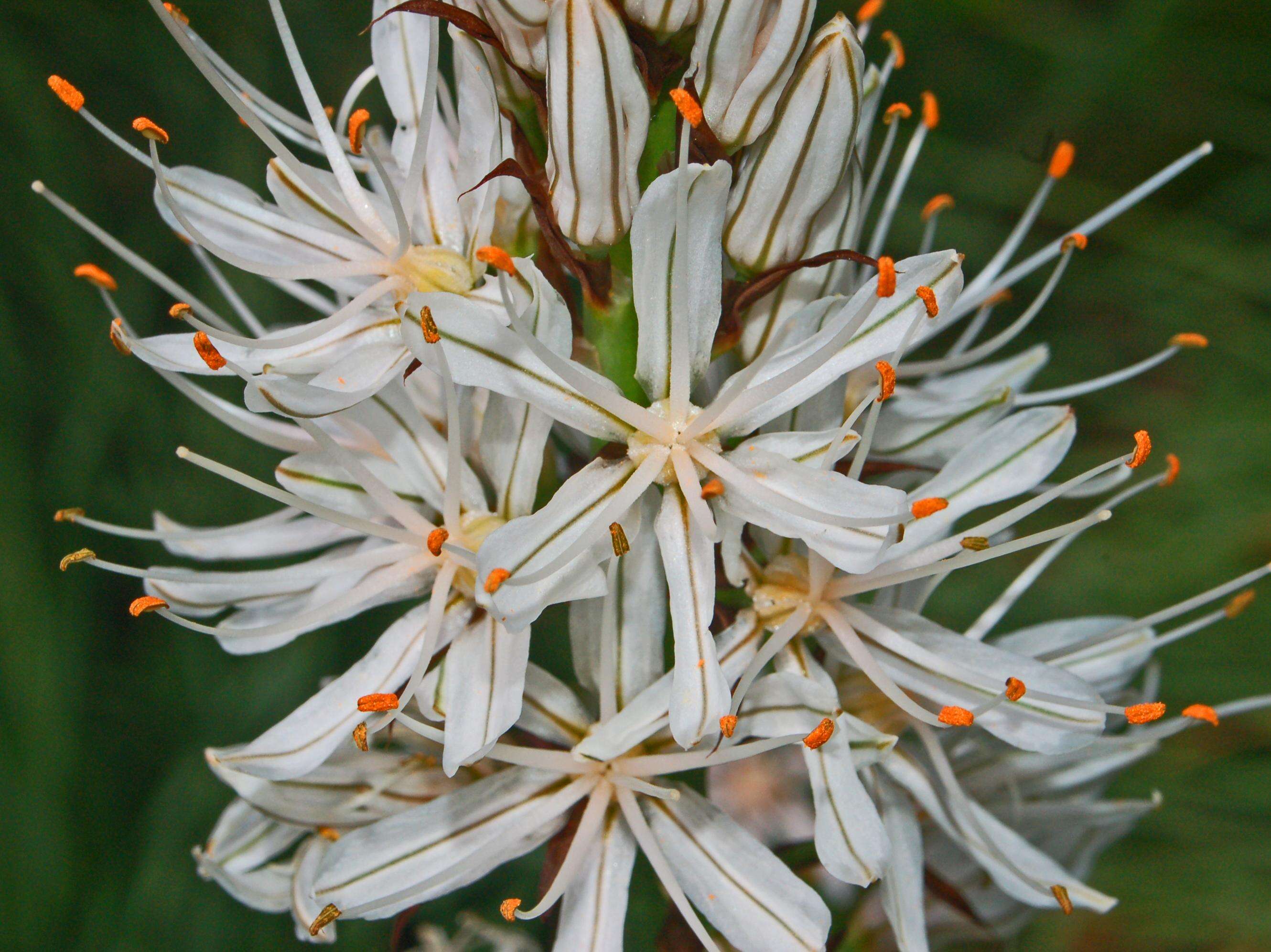 Image of Asphodelus macrocarpus Parl.